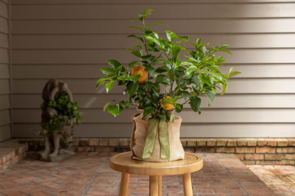 Housewarming Improved Meyer Lemon Gift Tree Get Fruit, Dwarf Fruit Tree with Juicy Sweet Lemons, Cannot Ship to CA, TX, AZ, LA, AL (Medium, Housewarming Floral) - Image 3