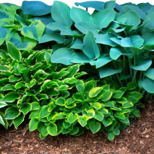 Hosta 'Bumper Crop Mix' Plant Bareroots (10 Pack) - Mixed Colors for Planting in Shade Gardens