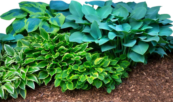 Hosta 'Bumper Crop Mix' Plant Bareroots (10 Pack) - Mixed Colors for Planting in Shade Gardens