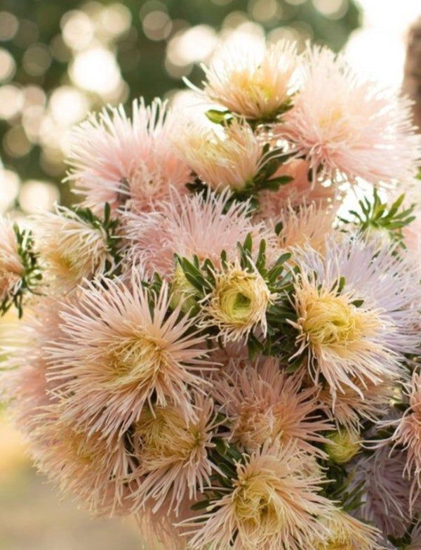 Flower Seeds - Non GMO -Variety Packs -Fresh -USA Grown Seeds - Image 92