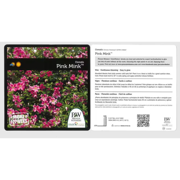 4.5 In. Qt. Pink Mink (Clematis) Live Shrub, Pink Flowers - Image 2