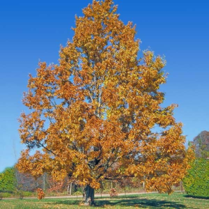 - Sawtooth Oak Tree, Beautiful Foliage with a Flowering Shape, No Shipping to AZ, CA, FL, LA, OR, WI (5-6 Ft)