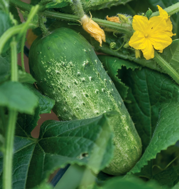 'Picklebush' Pickling Cucumber Seeds, 50 Non-Gmo Seeds, Container Friendly,  Exclusive - Image 2