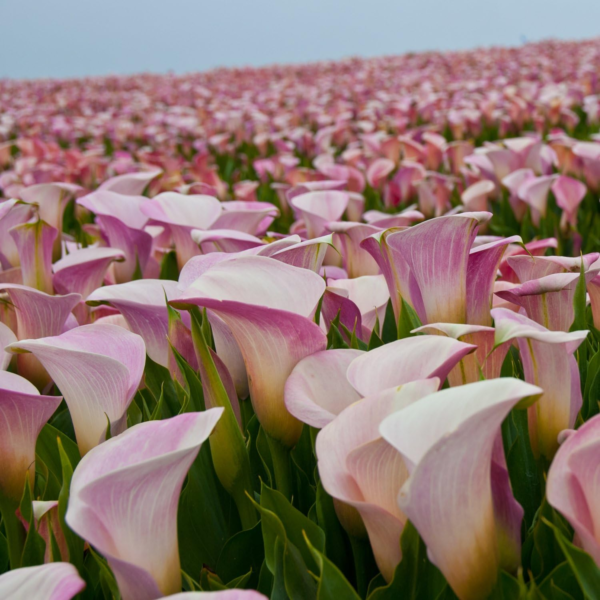 Pink Calla Lily Pink Melody | Pink Calla Lily Blooms - 3 Large Zantedeschia Flower Bulbs for Planting | Ships from  TM - Image 4