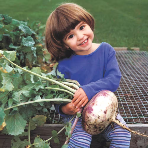 Turnip Purple Top White Globe 15 Ft. Seed Tape - Image 2