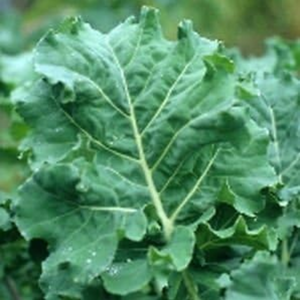Kale Premier Great Heirloom Vegetable Seeds Bulk 1 Lb Seeds