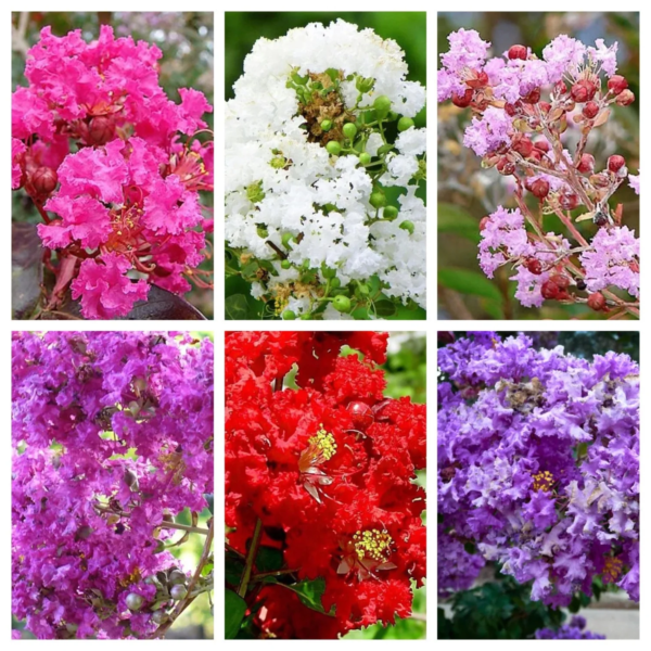 50 Crepe Myrtle/ Crape Myrtle Flower Seed