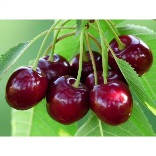 Double Cherry Twist Tree Bare Root - Image 3