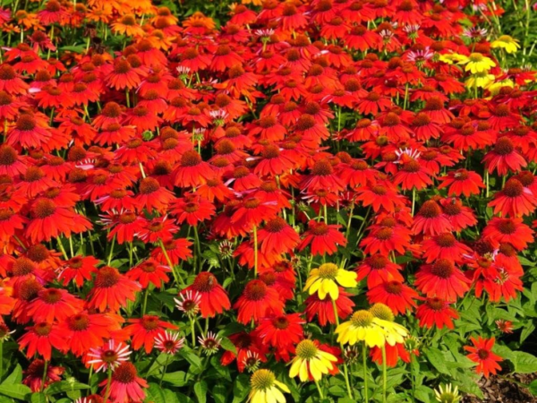 Red Coneflower Seeds - 600+ Echinacea Seeds for Planting - Heirloom, Non-Gmo Seeds - Image 4