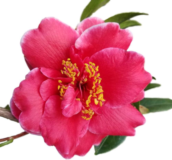 Alabama Beauty Pink Camellia Sasanqua - Live Plant - Full Gallon Pot - Image 4