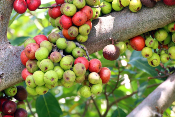 Tropical Fig Tree Seeds - Cluster Fig -20 Seeds - Bonsai or Standard- Rugged Bark Cluster Fig-See Listing Below- Ficus Racemosa - Image 5