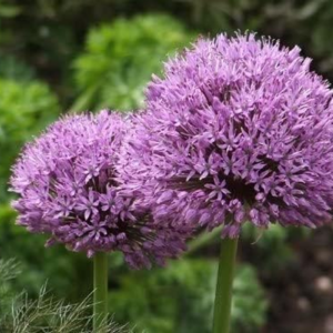 Live Flower Bulbs (3 Pack, Globemaster Allium)