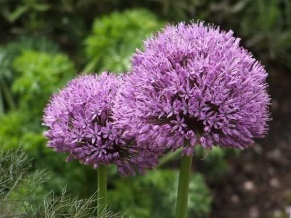 Live Flower Bulbs (3 Pack, Globemaster Allium)