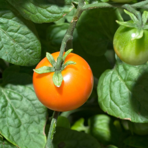 Tomato Garden Seeds - Chadwick Cherry - 0.25 Oz - Non-Gmo, Heirloom Vegetable Gardening Seed