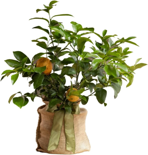 Housewarming Improved Meyer Lemon Gift Tree Get Fruit, Dwarf Fruit Tree with Juicy Sweet Lemons, Cannot Ship to CA, TX, AZ, LA, AL (Medium, Housewarming Floral) - Image 2