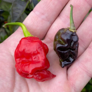 Chile Pepper Plant Seeds, Rare