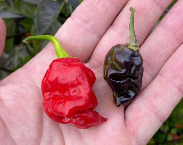 Chile Pepper Plant Seeds, Rare