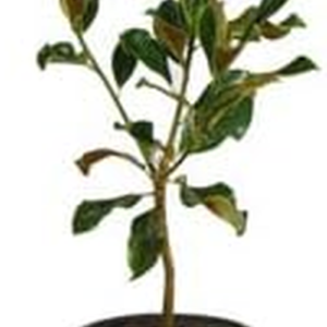- Southern Magnolia Tree, 1-2 Ft. - Low Maintenance with Giant Blooms - No Shipping to AZ
