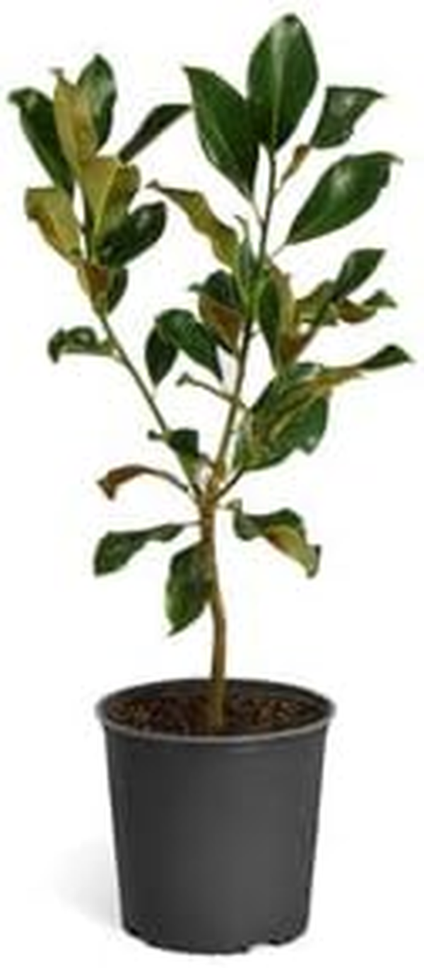 - Southern Magnolia Tree, 1-2 Ft. - Low Maintenance with Giant Blooms - No Shipping to AZ