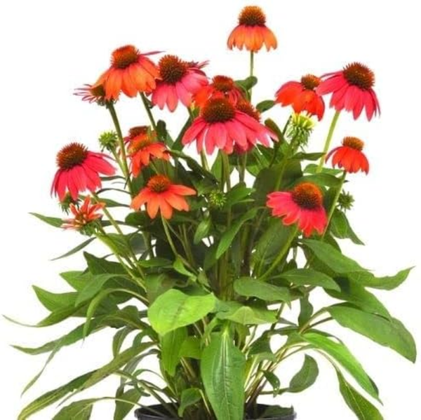 Red Coneflower Seeds - 600+ Echinacea Seeds for Planting - Heirloom, Non-Gmo Seeds - Image 5