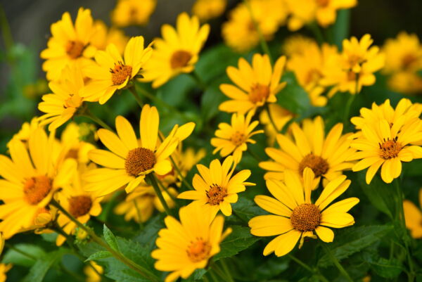 100 Swamp Sunflower Plant Seeds, Attracts Bees and Butterflies - Image 2