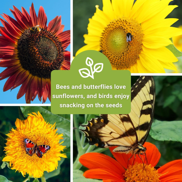 - Large Sunflower Seed Collection for Planting - 6 Varieties of Sunflowers to Attract Pollinators - Non-Gmo Heirloom Packet with Instructions to Plant & Grow - Giant Summer Blooms - Image 5