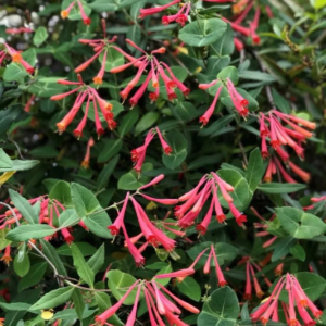 Major Wheeler Honeysuckle Live Shrub