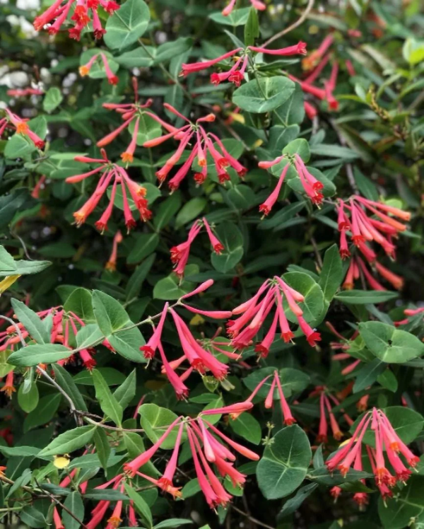 Major Wheeler Honeysuckle Live Shrub