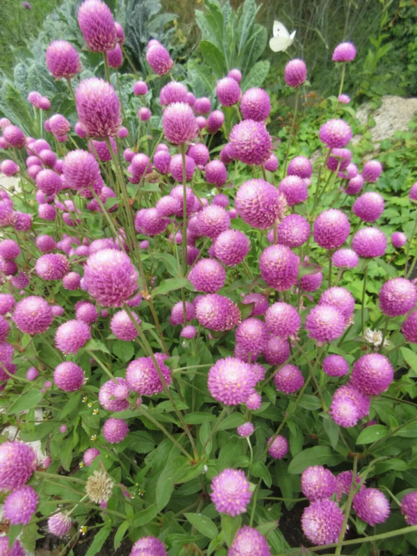 Flower Seeds - Non GMO -Variety Packs -Fresh -USA Grown Seeds - Image 110