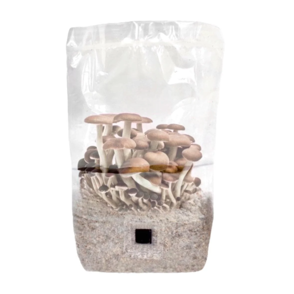 'Shroomtek' + Spore Boostr All-In-One Mushroom Grow Bag - Image 5