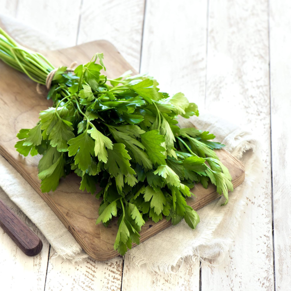 300+ Italian Flat Leaf Parsley Seeds for Indoor, Outdoor and Hydroponic Planting, Non GMO Heirloom Seeds for Home Garden - 1 Pack - Image 6