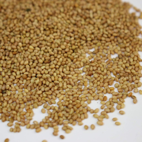 Organic Crimson Clover Seeds - 1 Oz - Cover Crop, Sprouting, Microgreens, Non-Gmo, Open Pollinated, Perennial, Heirloom - Image 4