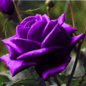 5 Rose/ Rosa Floribunda Flower Seed