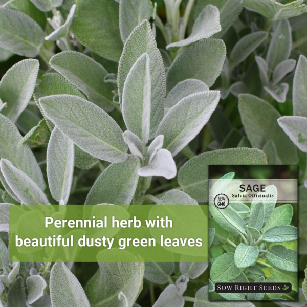 - Sage Seeds for Planting - Non-Gmo Heirloom Packet with Instructions to Plant and Grow Kitchen Herb Garden - Indoor or Outdoor - Great for Pollinators - Culinary Seasoning (1) - Image 3