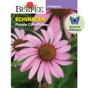 Purple Coneflower Echinacea Seeds - Non-Gmo, Attracts Pollinators, Perennial Flower Seeds, 300Mg, 1-Pack