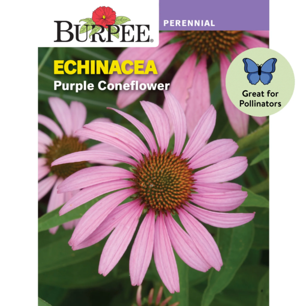Purple Coneflower Echinacea Seeds - Non-Gmo, Attracts Pollinators, Perennial Flower Seeds, 300Mg, 1-Pack