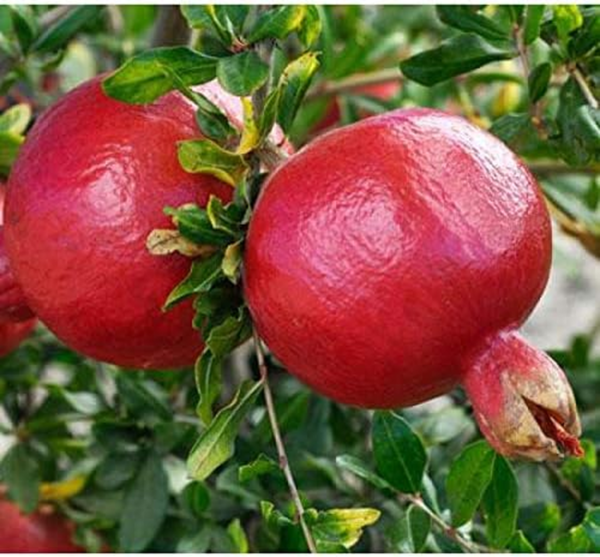 Kazake Hardy Pomegranate Tree Live Plant - 1 Gallon - Image 2
