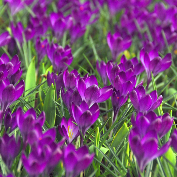 Crocus 'Flower Record' Plant Bulbs (20 Pack) - Large Violet Purple Flowering Blooms in Early Spring Gardens - Image 4