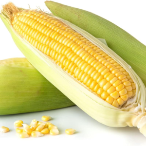 Kandy Korn Hybrid Corn Garden Seeds - 1 Lb - Non-Gmo Vegetable Gardening Seeds - Yellow Sweet (SE) Corn Seed & Micro Shoots