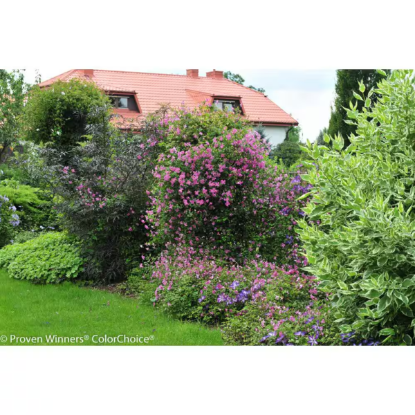 4.5 In. Qt. Pink Mink (Clematis) Live Shrub, Pink Flowers - Image 7
