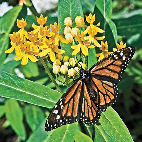 Native Milkweed Selections - Image 6