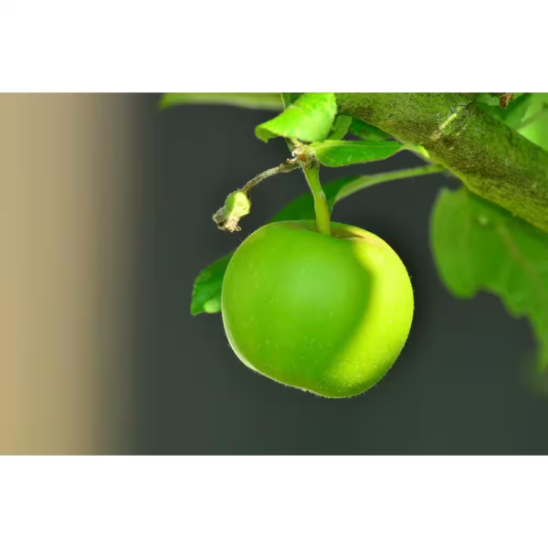 3-In-1 Apple Jubilee Tree Bare Root - Image 4