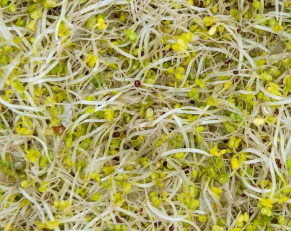 Broccoli Seeds for Sprouting, 2 Pounds – Vegan, Kosher, Sirtfood, Bulk. Rich in Sulforaphane, Vitamin C, Vitamin A. Great for Growing Sprouts, Microgreens. High Germination Rate - Image 5
