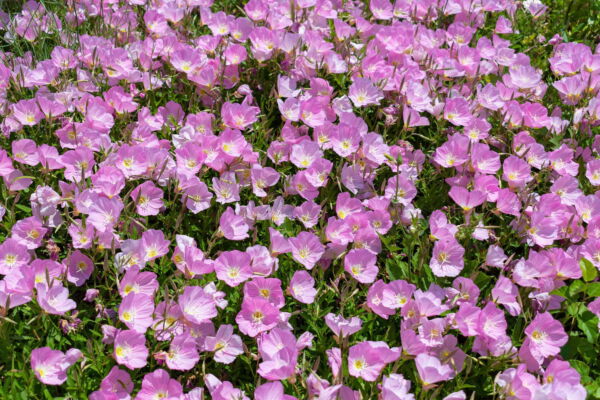 1000 Showy PINK EVENING PRIMROSE (Pink Ladies / Mexican Evening) Oenothera Speciosa Flower Seeds - Image 2
