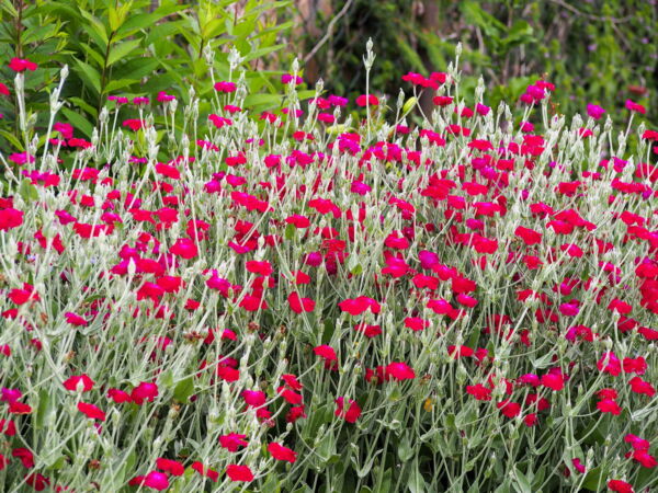 200 Organic Rose Campion Flower Seeds, Magenta Silver Catchfly - Image 8