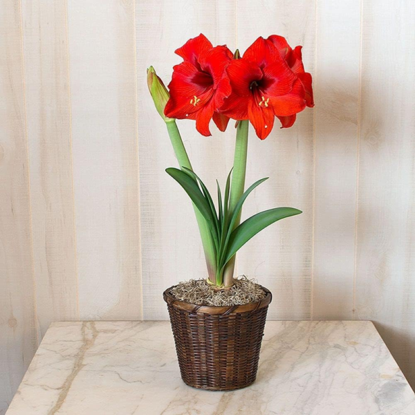 Large Dutch Red Amaryllis Bulb Potted in Brown Woven Basket (H103) - Image 4