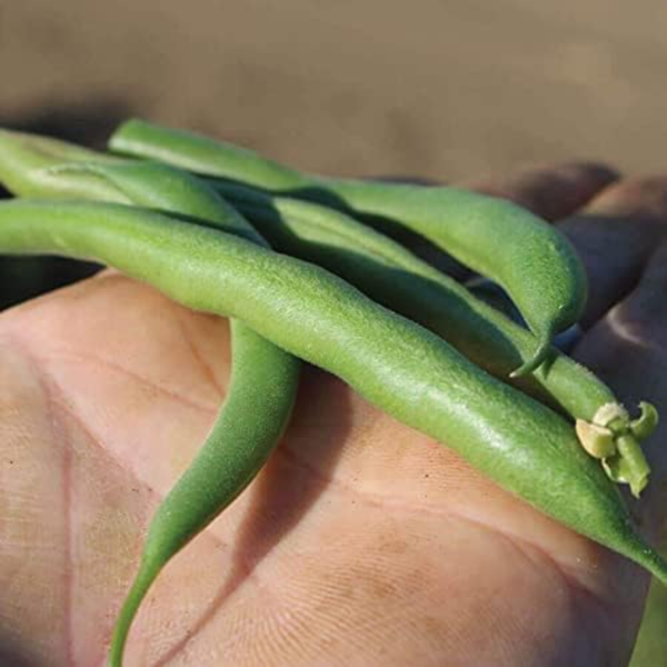 Bean Seeds Harvest and Grow Your Own Spring Garden Vegetables, Whopper Bush Bean, Pack of 100 - Image 2