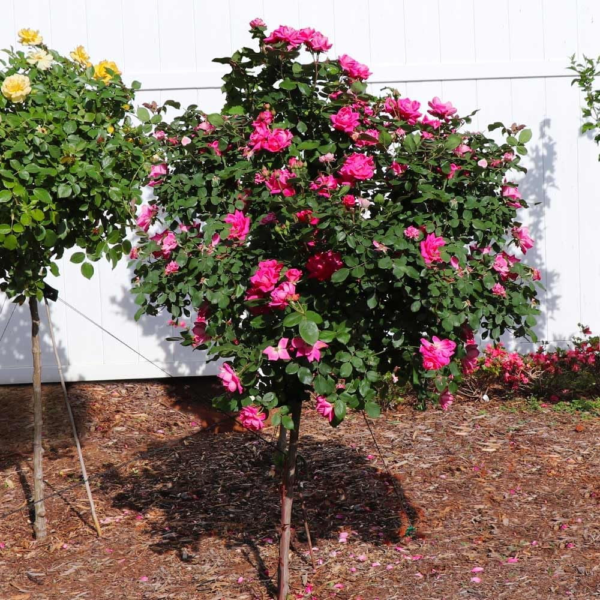 - Pink Knock Out Rose Tree, 2-3 Ft. - No Shipping to AZ - Image 4
