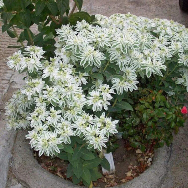 Flower Seeds - Non GMO -Variety Packs -Fresh -USA Grown Seeds - Image 69