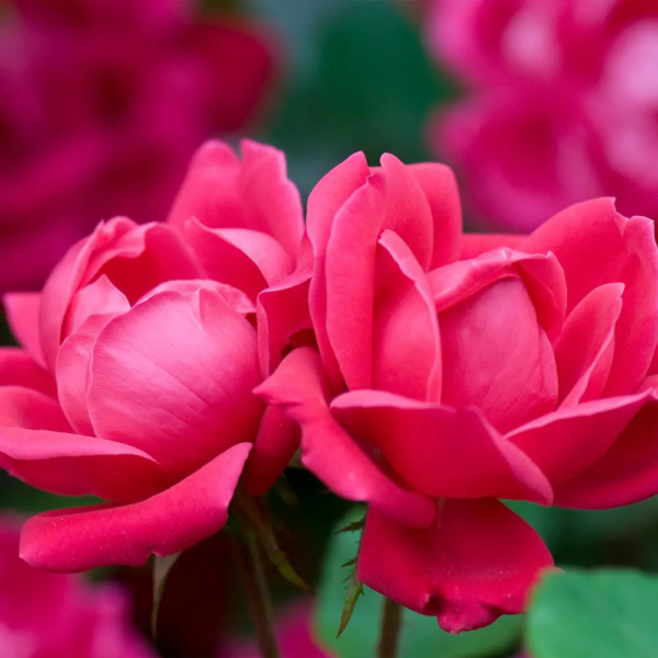 1 Gal. Red Double  Rose Bush with Red Flowers - Image 2